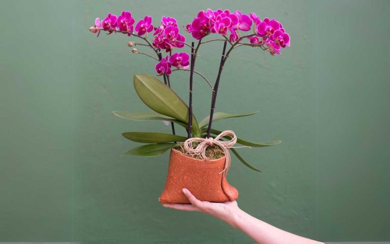 Orquídeas: O presente perfeito para o Dia das Mães em Campinas