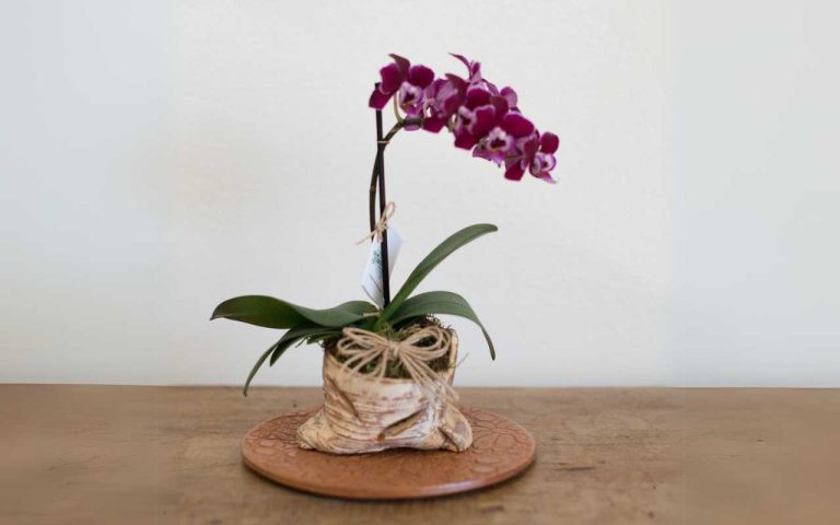 Orquídeas para o Dia dos Namorados em Campinas: Um Toque de Elegância