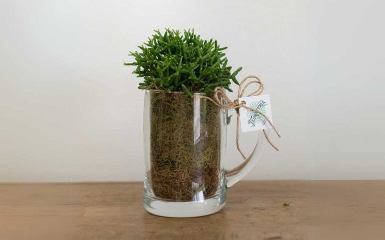 Arranjos Exclusivos para o Dia dos Pais em Campinas