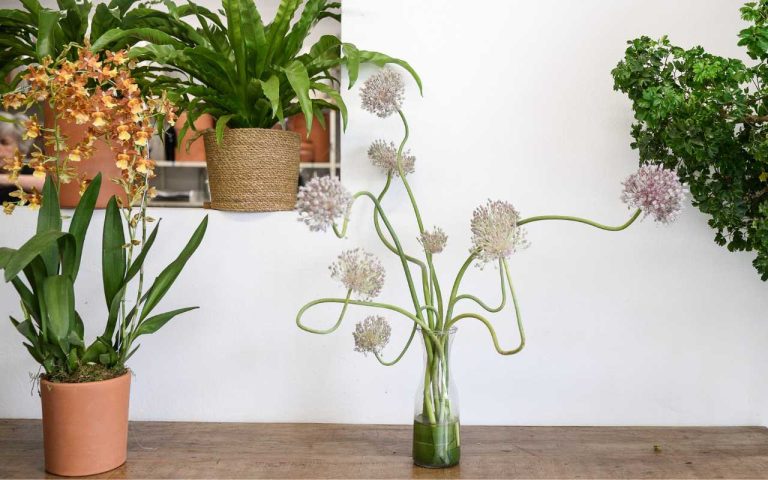 Flores em Campinas: O Presente Perfeito para o Dia dos Pais