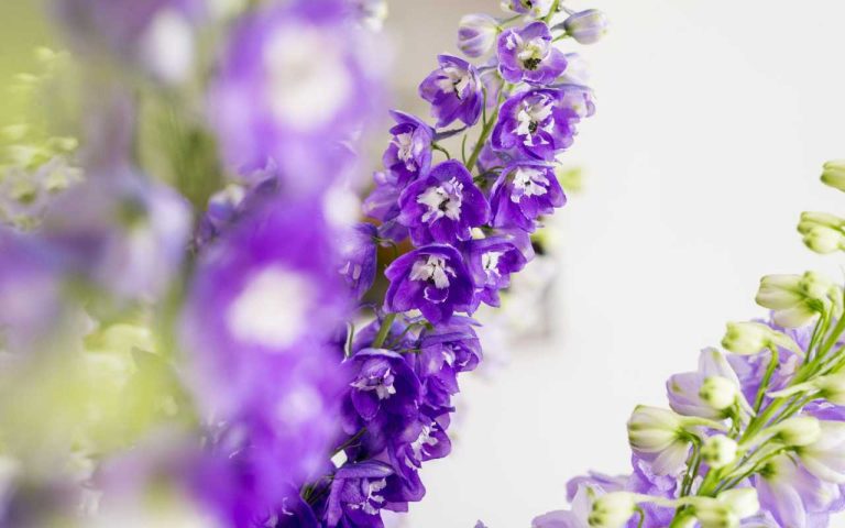 Flores para o Dia dos Pais em Campinas: Demonstre Seu Amor