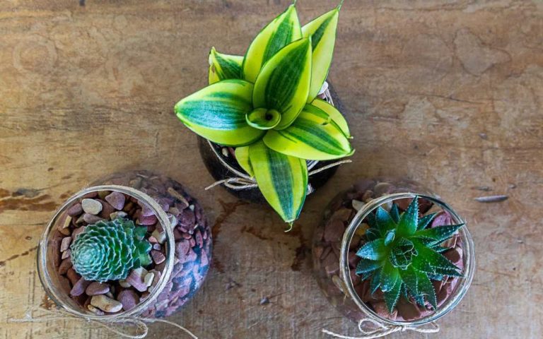 Flores para o Dia dos Pais em Campinas: Escolha o Melhor Arranjo